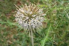 Echinops echinatus